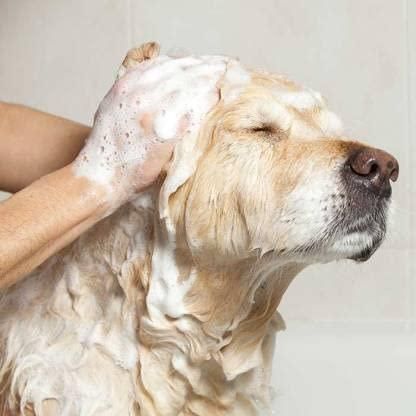 Itch Relief Dog Shampoo x 2 – Gentle, Natural & Effective Care