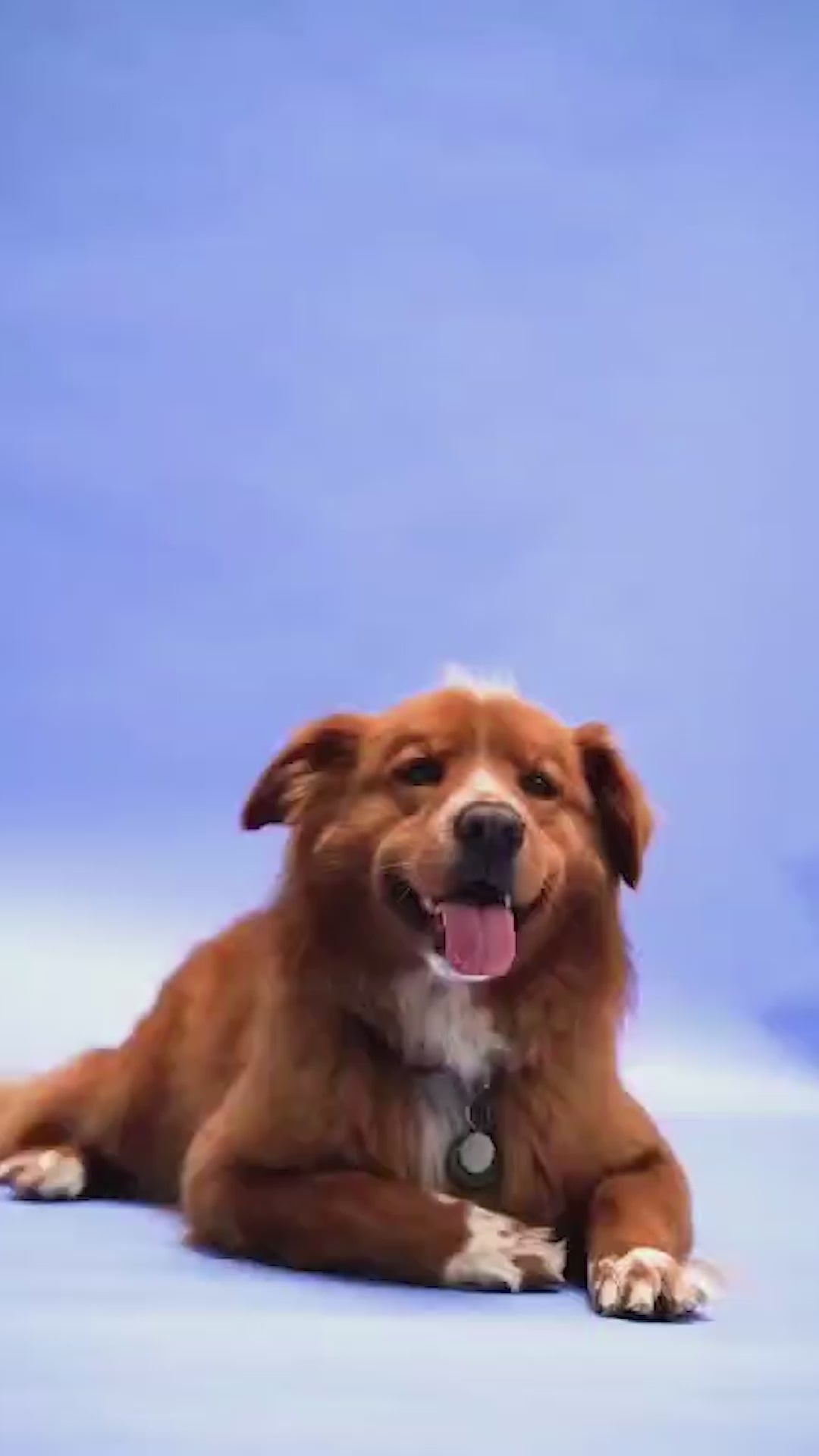 Itch Relief Dog Shampoo x 2 – Gentle, Natural & Effective Care