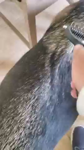 2 in 1 Pet Grooming Brush – Remove Loose Hair & Tangles Instantly